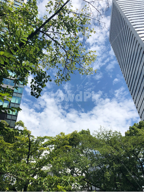 하늘,나무,파란하늘,sky,맑은하늘