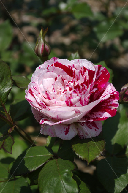 꽃,식물,flower,plant,장미,식물,자연,plants,nature,꽃,flower