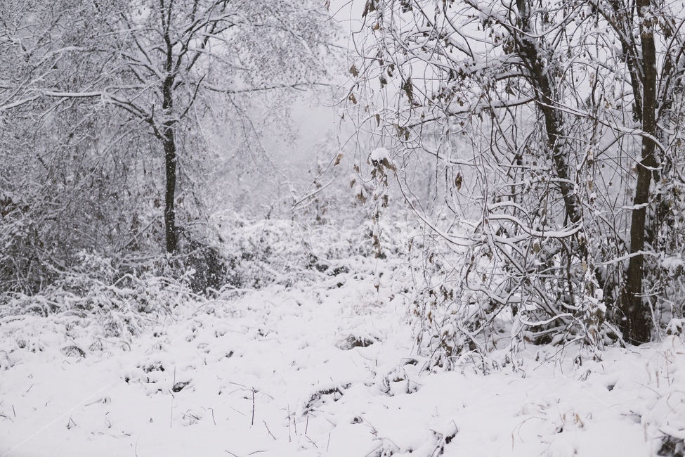 nature,자연,outdoors,옥외,plant,식물,tree,나무,눈,snow,snowy,겨울,추운,winter,cold,설경,풍경,겨울,계절,winter,season,자연,풍경,nature,landscape