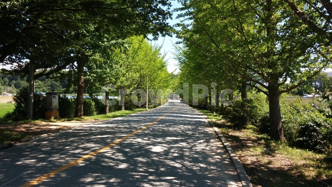 가로수,그늘,도로,아스팔트,더위,road,asphalt,자연,풍경,nature,landscape,식물,plants,나무,trees,wood