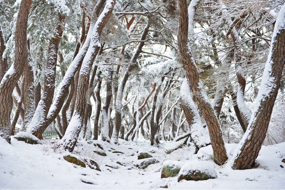 tree,나무,plant,식물,nature,자연,outdoors,옥외,winter,snow,눈,storm,폭풍,blizzard,눈보라,treetrunk,나무줄기,경주,삼릉,삼릉소나무,삼릉솔숲,소나무,솔숲,삼릉설경,솔숲설경,겨울,계절,겨울,계절,winter,season,자연,풍경,nature,landscape
