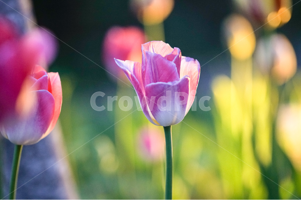 봄,튤립,야경,꽃,4월,spring,night,flowers,april,봄,계절,spring,season,식물,자연,plants,nature,꽃,flower,색깔,색상,색채,색감,color sense,color sensitivity,feeling of color,plant