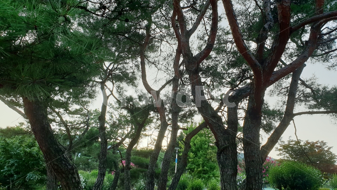 소나무,소나무숲,초록,그린,식물,자연,nature,plant,green,식물,자연,plants,nature,나무,trees,wood