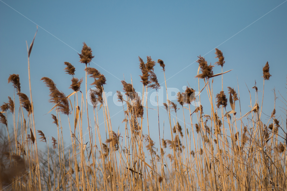 갈대,억새,풍경,가을,autumn,하늘,식물,가을,계절,fall,autumn,season,식물,자연,plants,nature,grass,잔디,plant,lawn