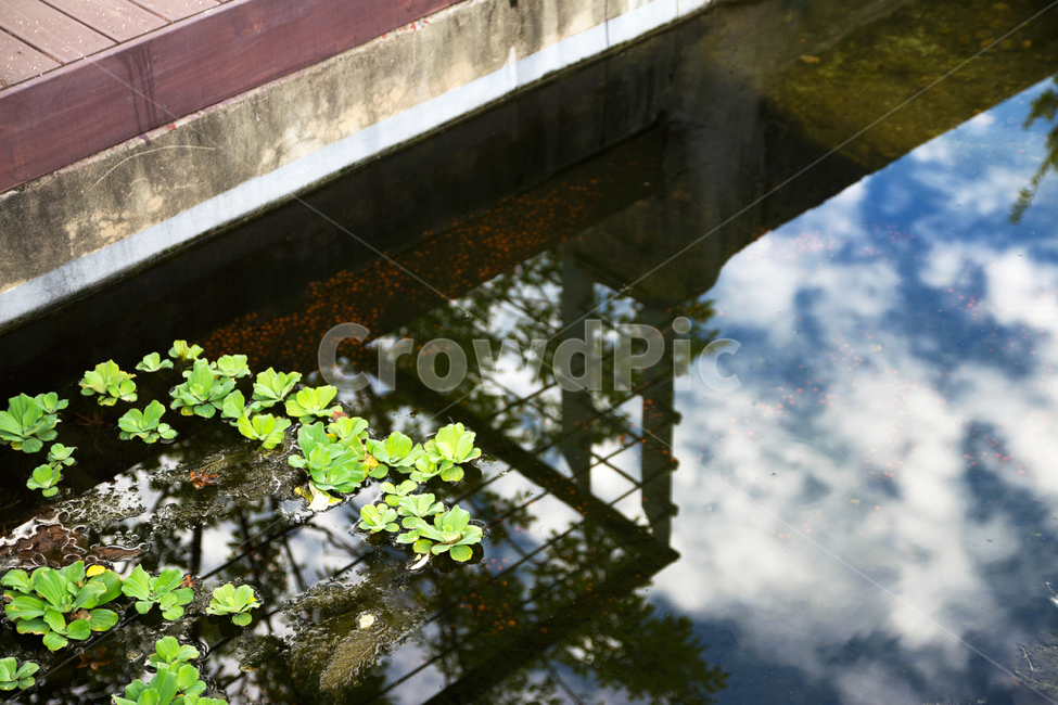 풍경,자연,연못,여름,맑음,감성,landscape,nature,pond,summer,sunny,sunnyday,자연,풍경,nature,landscape