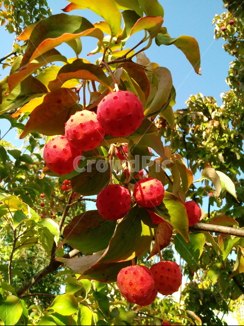 식물,열매,과일,나무,산딸나무,붉은열매,fruit,plant,과일,열매,fruit