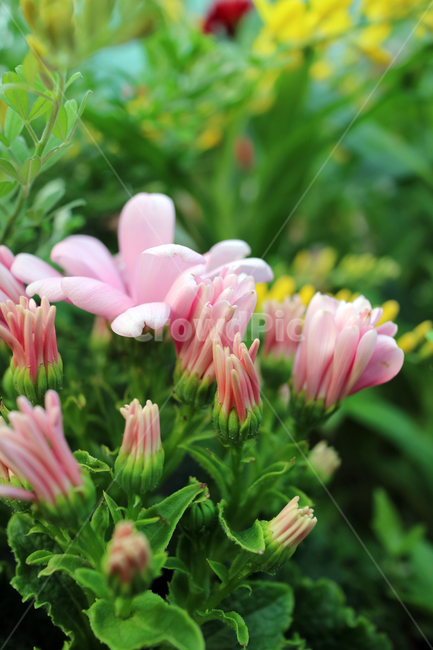 꽃,flowers,봄,식물,계절,정원,꽃밭,컬러풀,클로즈업,자연,꽃잎,가드닝,텃밭,아름다움,뷰티,백그라운드,배경,배경이미지,분홍,분홍꽃,핑크,꽃봉오리,식물,자연,plants,nature,꽃,flower