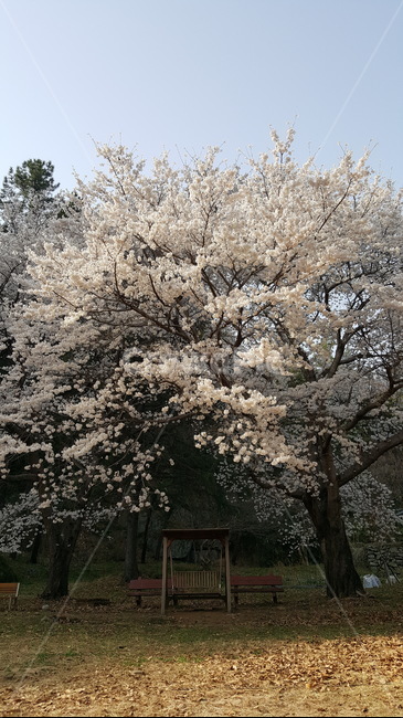벚꽃,봄,그네,나무,벚나무,식물,자연,plants,nature,꽃,flower
