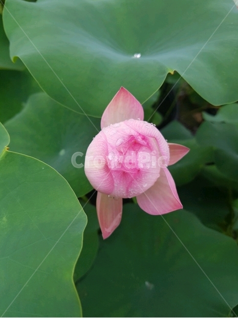 연꽃,식물,꽃,plants,flower,lotus,연잎,lotusleaf,식물,자연,plants,nature,꽃,flower