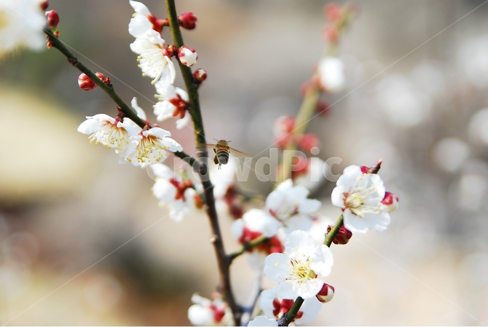 	섬진강,섬진강기행,기행,남도,전라도,일상,시골,니콘,NIKON,D7100,DSLR,사진,여행,정취,느낌,파스텔톤,파스텔,매화꽃,흰색,매화,청매농원,청매원,청매실농원,청매화농원,매화축제,매화꽃축제,섬진강축제,축제,매화마을,광양,전남광양,전남,새싹,봄,식물,자연,plants,nature,계절,spring,season,꽃,flower,정자,한국전통,한국문화,koreantraditional,koreanculture,나들이,오후,데일리,감성,새로움,변화,배경,화사한,봄꽃,시안,광고,디자인,카다로그,뉴스레터,잡지,홍보,햇빛,눈부시다,눈부신,봄날씨,벌,꿀벌,honeybee,bee,봄,계절,spring,season,식물,자연,plants,nature,꽃,flower,동물,animal,곤충,벌레,insect,bug,plant