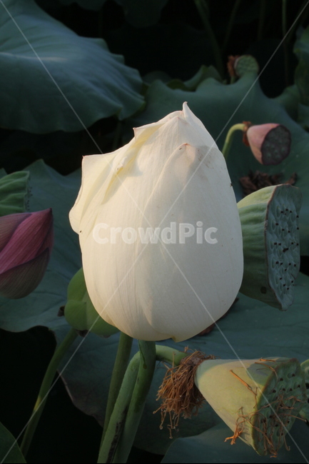 연꽃,꽃,백연,식물,lotus,식물,자연,plants,nature,꽃,flower