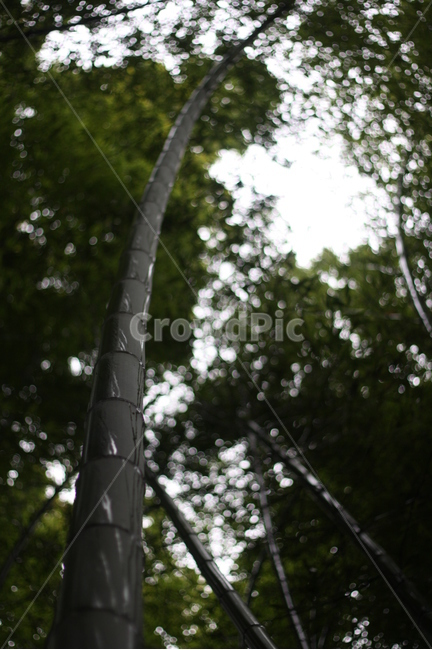 대나무,숲,푸르름,plant,식물