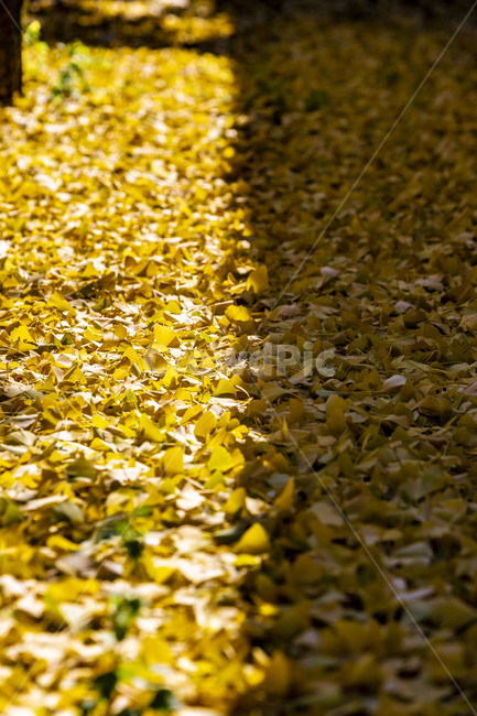 가을,단풍,은행잎,낙엽,식물,잎,추경,가을,계절,fall,autumn,season