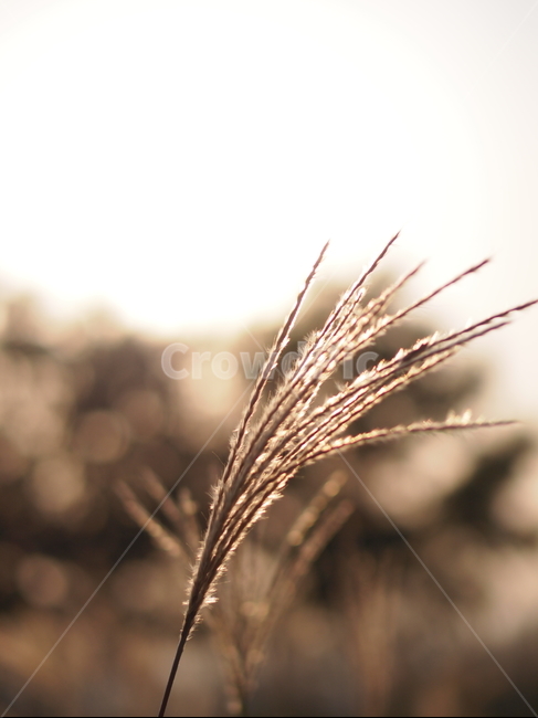 갈대,공원,식물,해질녘,가을식물,가을풍경,plant,reed,reeds,plants,park,autumn,fall,evening,햇빛,땅거미,golden,brown,금색