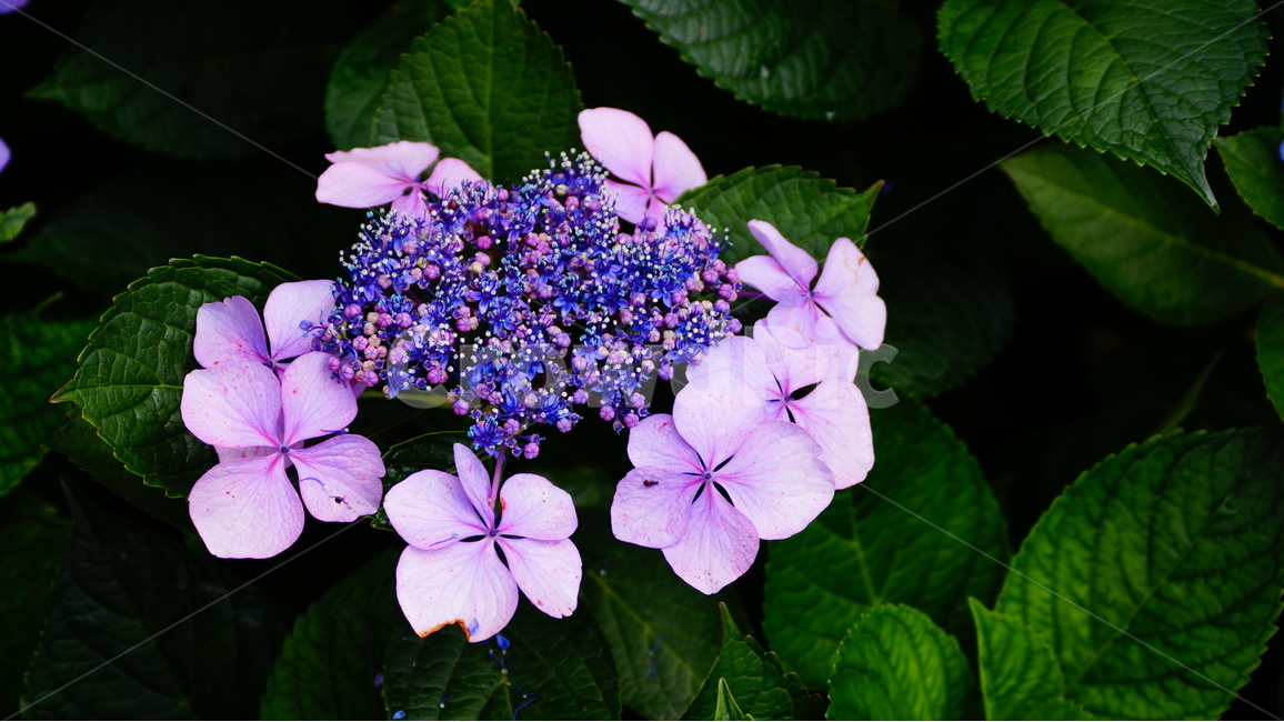수국,산수국,꽃,꽃사진,태종대,식물,식물,자연,plants,nature,꽃,flower