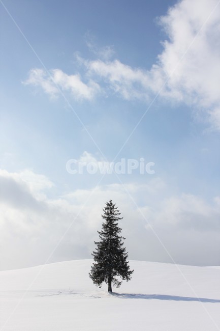 일본,삿포로,비에이,크리스마스트리,감성,눈내린,겨울,계절,winter,season,자연,풍경,nature,landscape,해외,외국,세계,foreign,oversea,world,세계자연풍경,해외자연풍경,외국자연풍경,world nature landscape,tree,나무,plant,식물