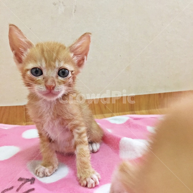 고양이,코숏,치즈코숏,코리아숏헤어,새끼고양이,아깽이,캣초딩,애기고양이,cat,반려묘,반려동물,동물,새끼,아기,애기,animal,동물,animal,포유류,mammal,고양이,cat,kitten,kitty