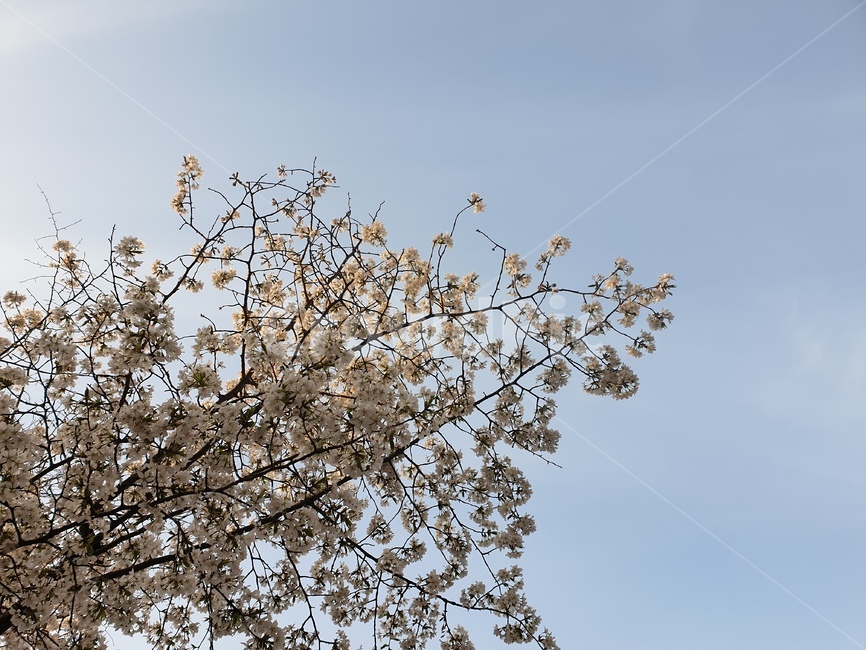 벚꽃,하늘,벚꽃나무,봄,꽃,cherryblossom,봄,계절,spring,season