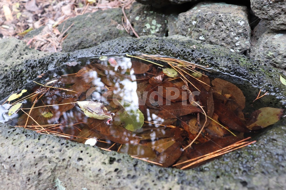 자연,식물,야생,제주도,jeju,jejudo,제주,연못,작은연못