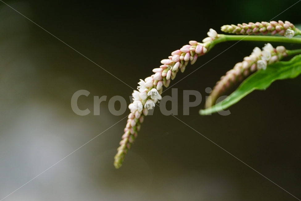 여뀌,야생화,자연,식물,꽃,꽃사진,플라워,nature,plant,plants,flower,flowers,Persicariahydropiper,Waterpepper,9월,가을꽃,가을,autumn,fall,계절,season,September,감성,감성사진,힐링,힐링사진,느낌,분위기,feel,feeling,한국,korea,한국자연,한국꽃,한국야생화,야생식물,접사,macro,풍경,landscape,snap,snpshot,스냅,스냅사진,스넵,스넵사진,경치,식물,자연,plants,nature,꽃,flower