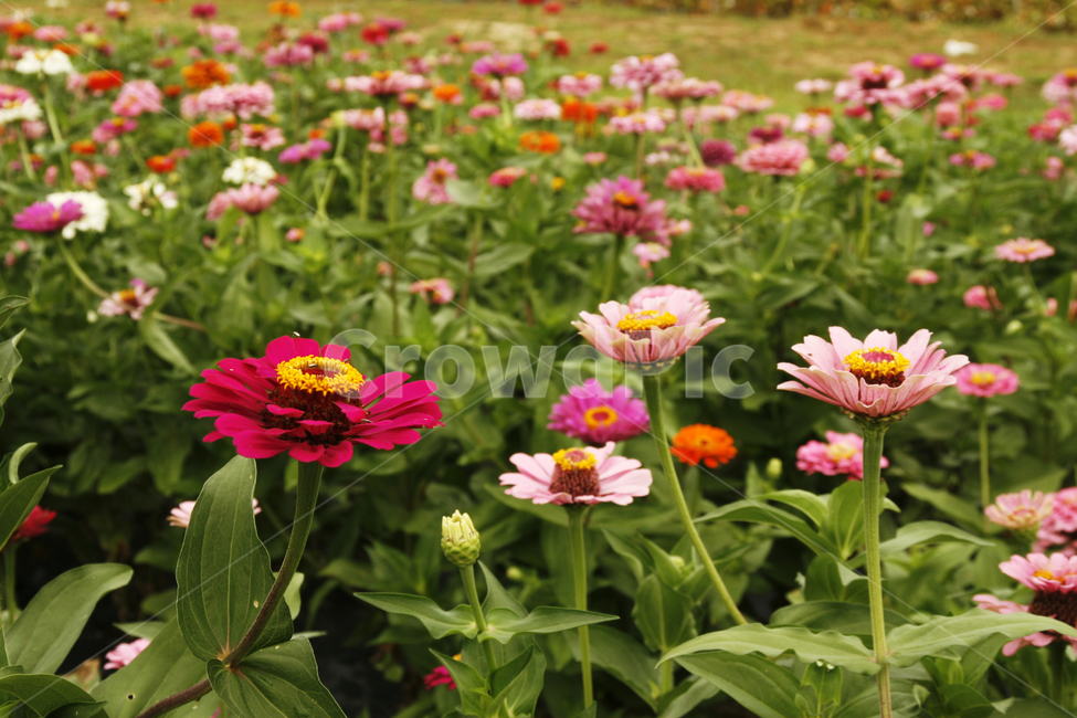 천일홍,가을,꽃밭,풍경,군락지,식물,자연,plants,nature,꽃,flower