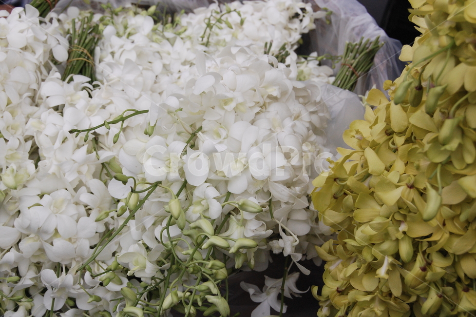flowerarrangement,flowerbouquet,꽃꽂이,blossom,꽃,꽃,flower