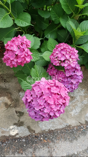 수국,분홍색꽃,자주색꽃,자연,꽃