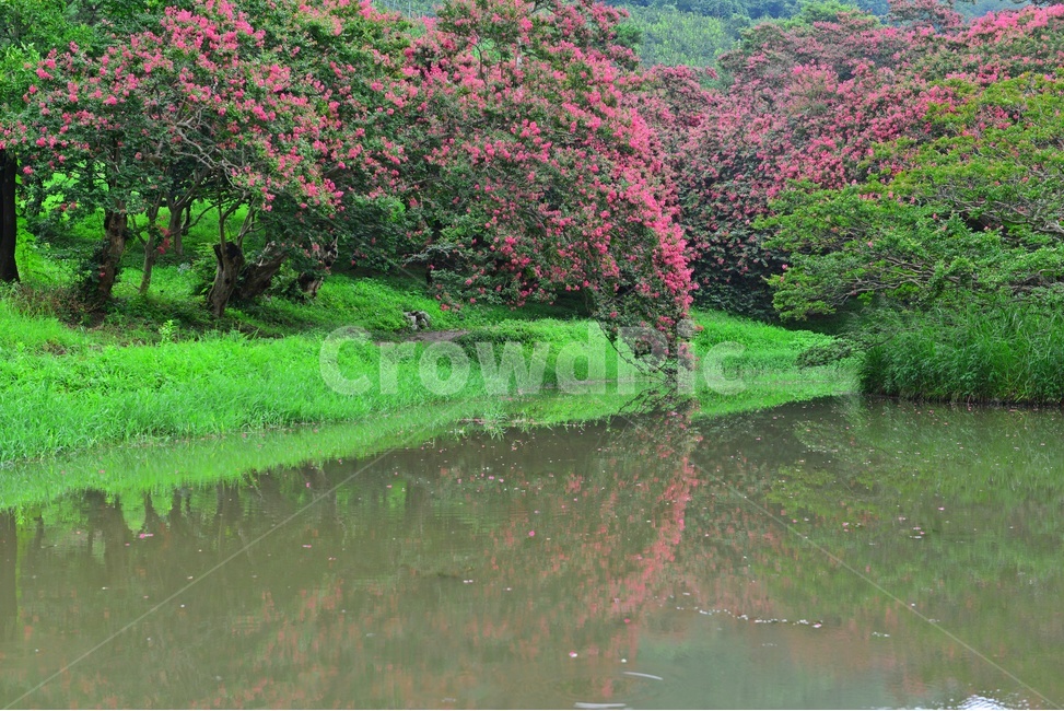 outdoors,옥외,nature,자연,water,물,경치,경관,연못,담양,명옥헌,명옥헌원림,명옥헌배롱나무,배롱나무
