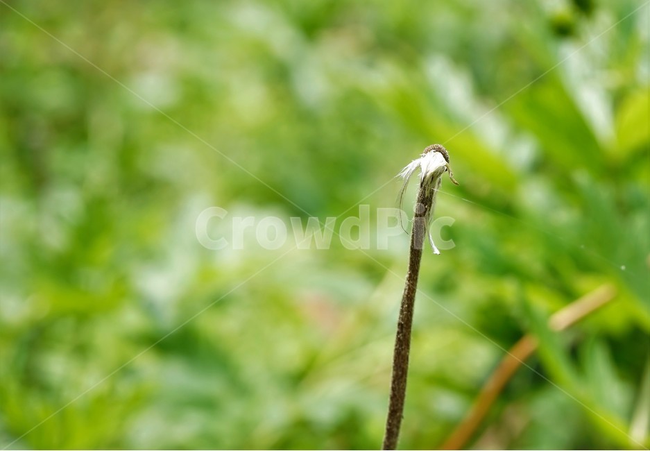 할미꽃,낙화,자연,식물,flower