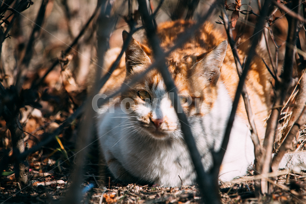고양이,야생,동물,자연,경계,cat,wild,eye,눈빛,동물,animal,포유류,mammal,고양이,cat,kitten,kitty