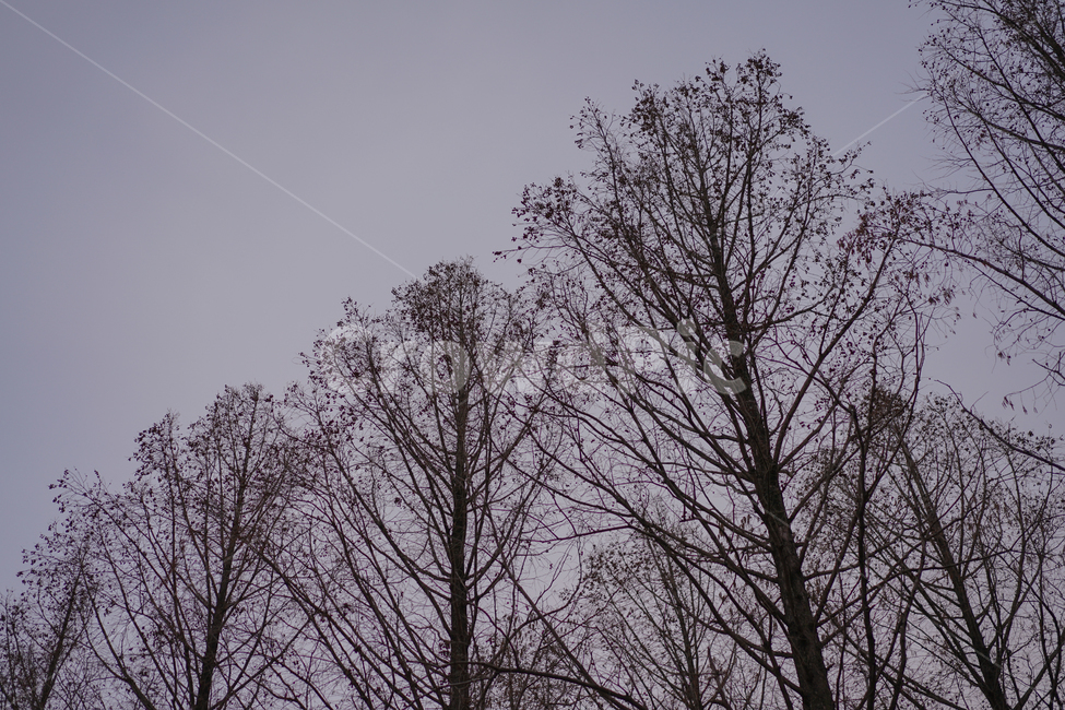 가로수,감성사진,감성,저녁,밤하늘,겨울,계절,winter,season,자연,풍경,nature,landscape,식물,plants,나무,trees,wood