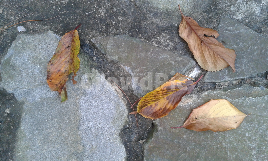 plant,식물,leaf,잎,돌,낙엽,가을,계절,fall,autumn,season