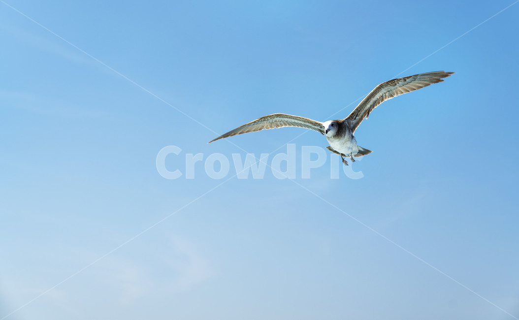 갈매기,새,하늘,제주도갈매기,새우깡매니아,sky,bird,commongull,창공,자유,freedom,bluesky,animal,wing,동물,animal,조류,새,birds