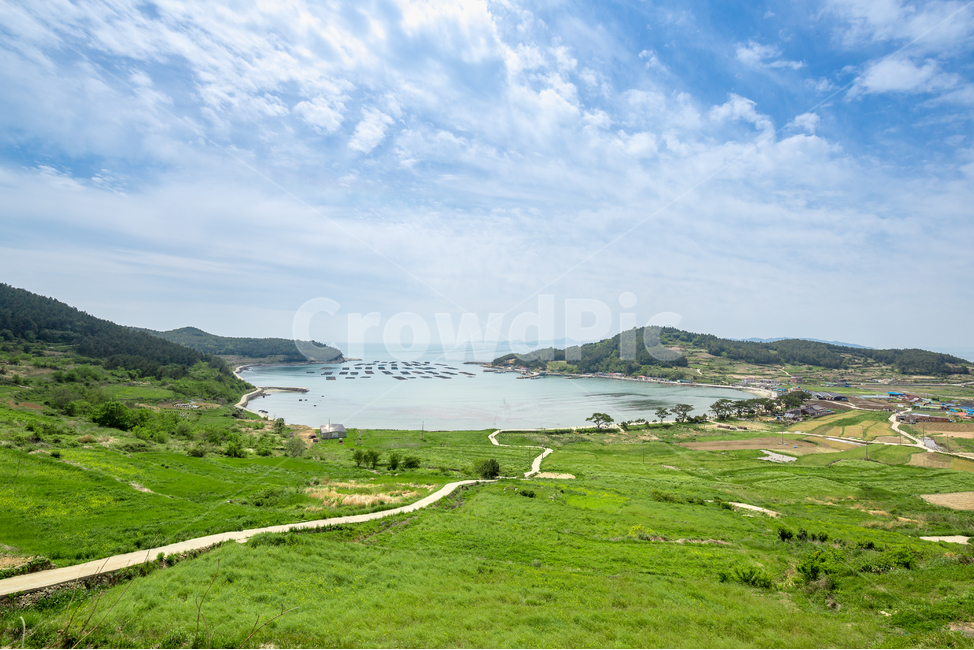 청산도,유채꽃,유채꽃밭,섬,바다,자연,풍경,nature,landscape,land,땅,outdoors,옥외,shoreline,해안선,water,물,ocean,대양,sea