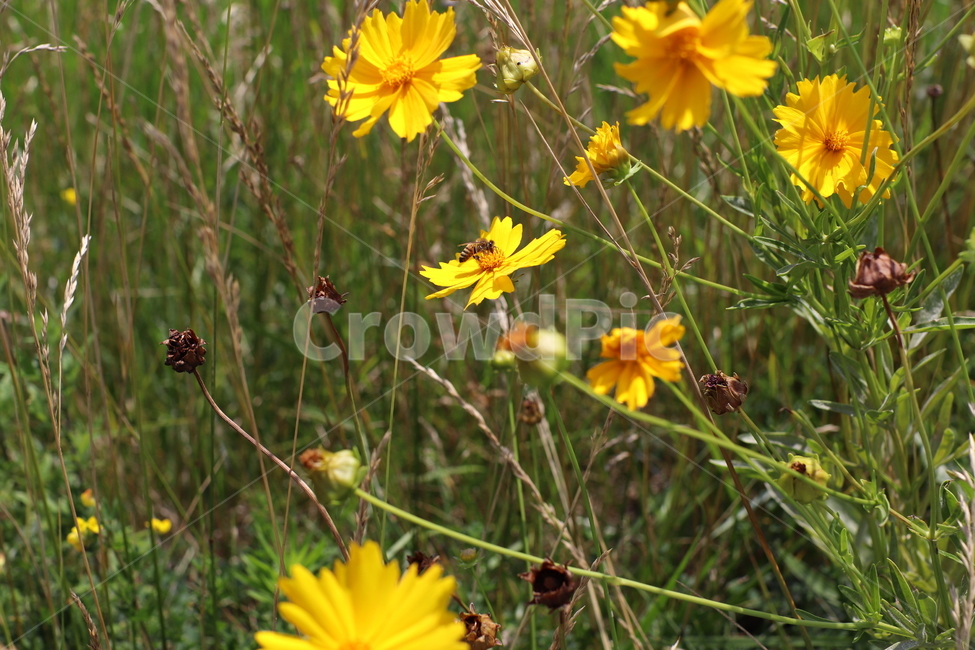 꽃,벌,노란꽃,꿀벌,flower,bee,꿀,노랑,노랑색,yellow,한송이,갈대,갈대밭,풀,풀밭,summer,여름,꽃밭,맑은,고독,고독한,자연,자연물,곤충,nature