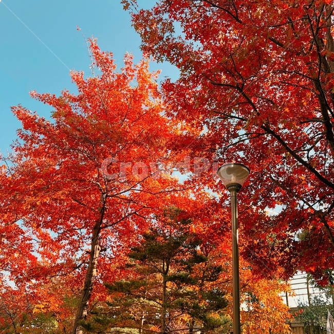 가을,단풍,단풍나무,단풍잎,알록달록,하늘,가을나무