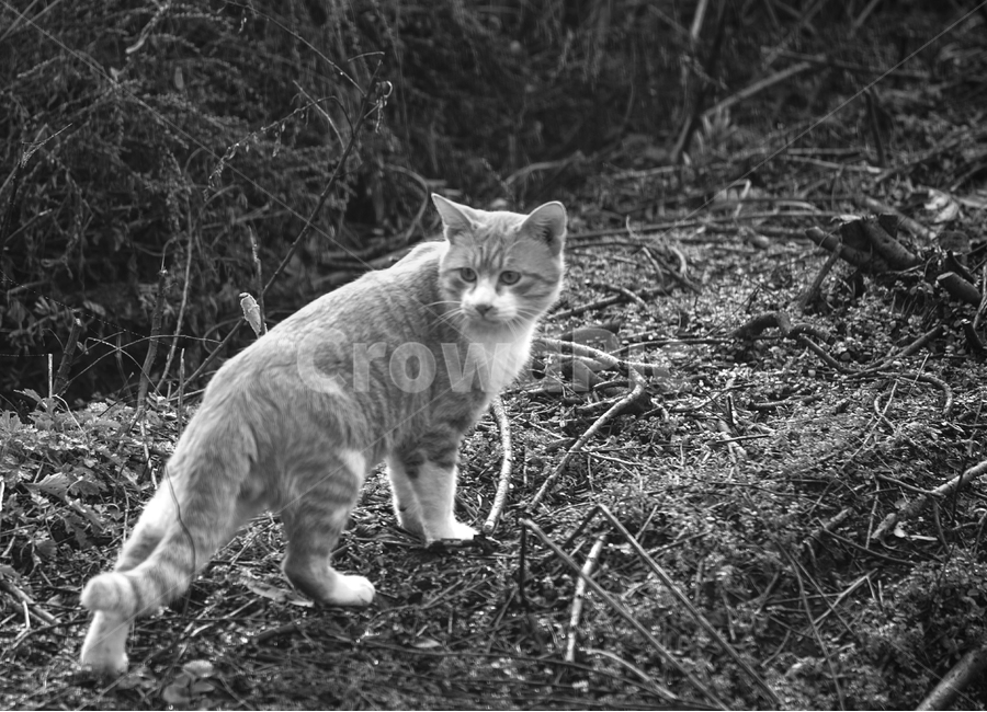 고양이,동물,짐슴,들고양이,야생,자연,동물,animal,포유류,mammal,고양이,cat,kitten,kitty,흑백,모노톤,monochrome,black and white