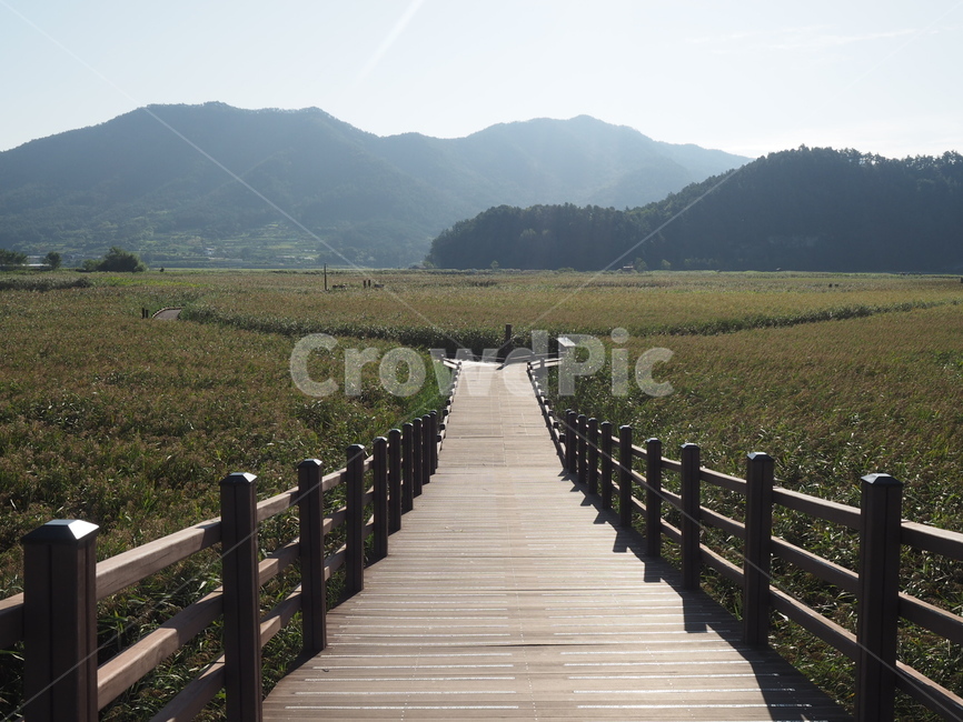 순천,갈대밭,갈래길,여름,더움,공원,갈대밭습지