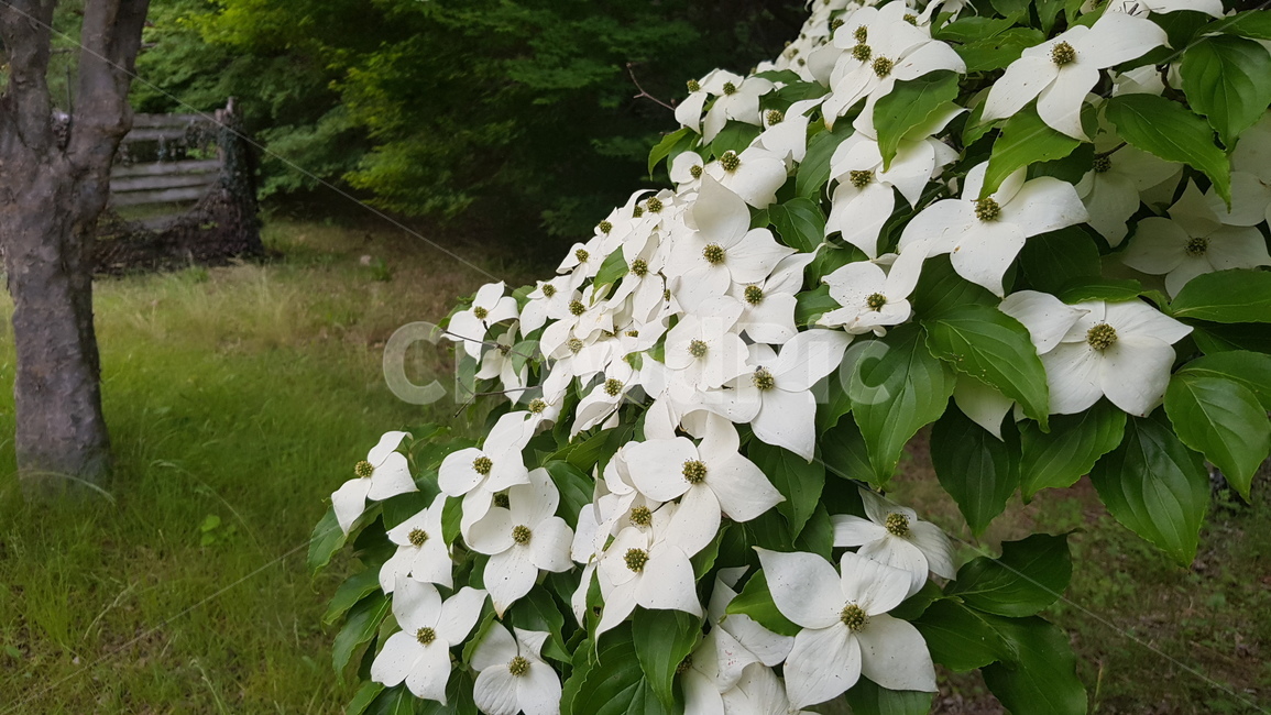 plant,식물,blossom,꽃,flower