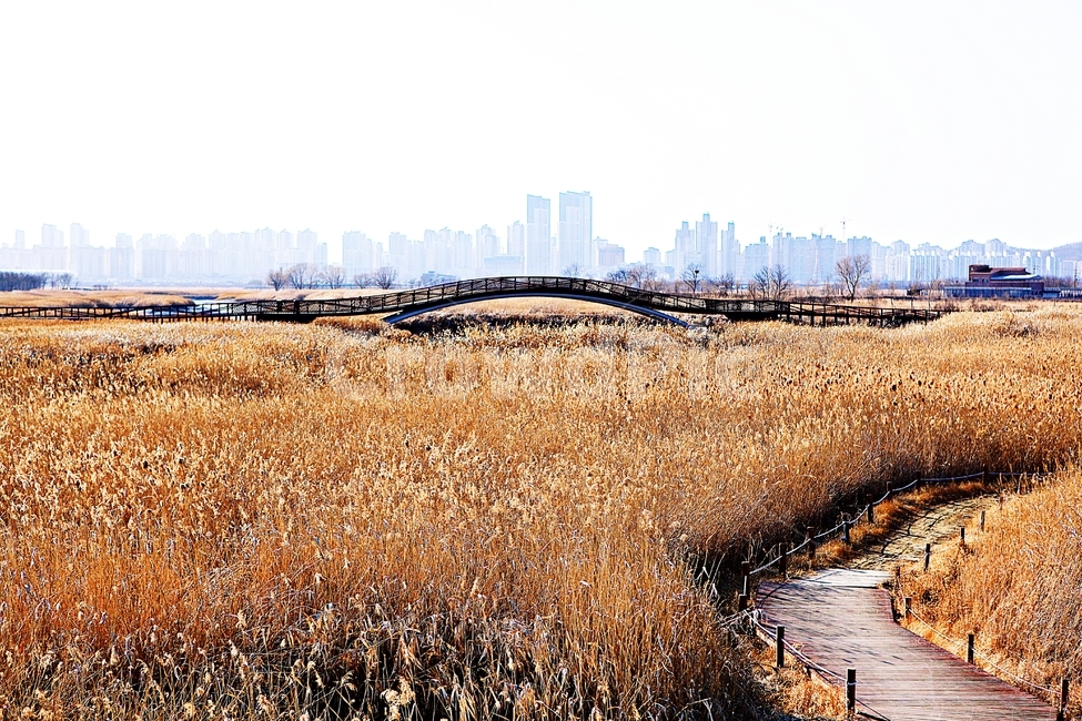 바라지다리,다리,생태공원,풍경,배경,자연,자연,풍경,nature,landscape,한국자연풍경,한국자연경관,korea nature landscape,plant,식물,grass,잔디
