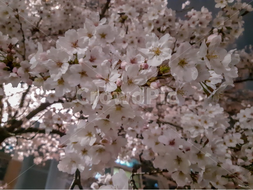 봄,꽃,벚꽃,분홍색,blossom,나무,꽃잎,봄,계절,spring,season,식물,자연,plants,nature,꽃,flower,plant,cherry blossom
