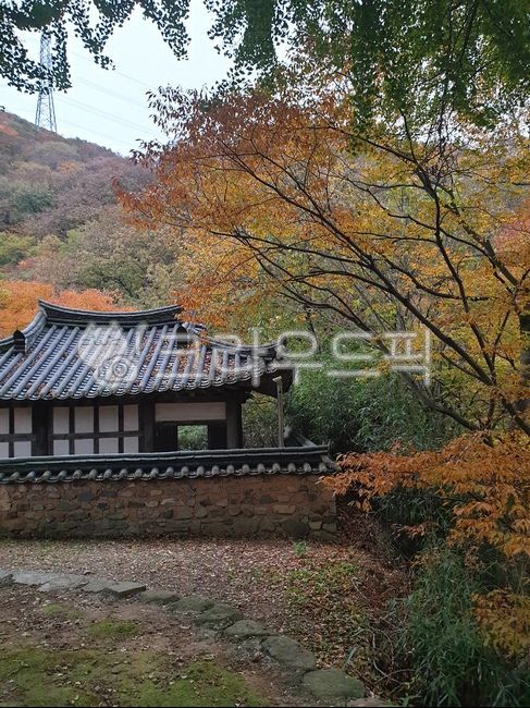 가을, 단풍, 한옥, 한국의멋, 산책, 사진,이미지,일러스트,캘리그라피 - MAMA MIA작가