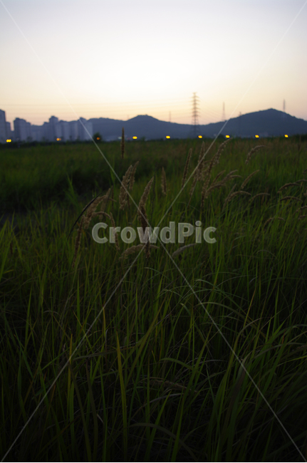 노을,풍경,하늘,산,식물,자연,풍경,nature,landscape,plant,grass,잔디