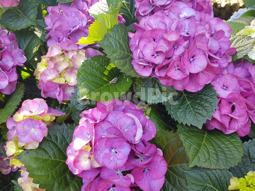 자연,꽃,수국,수국꽃,힐링,여유,식물,자연,plants,nature,꽃,flower