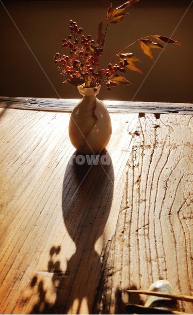 감성,햇살,그림자,꽃병,나무탁자,실내용화초,화분,화초,house plant