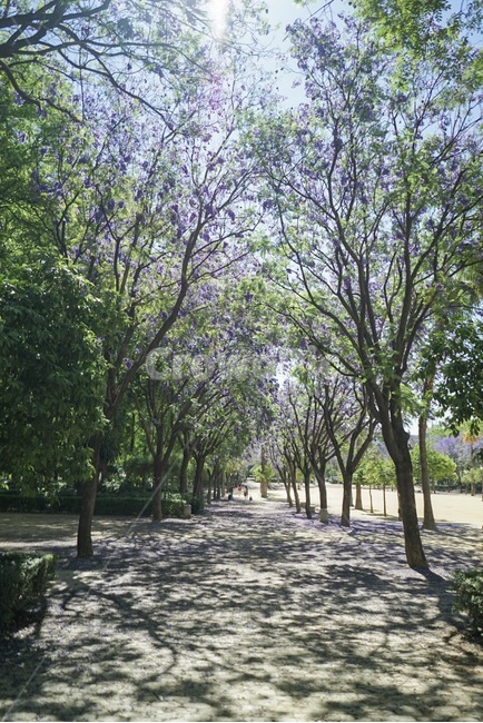 꽃,나무,여름,보라색,햇살