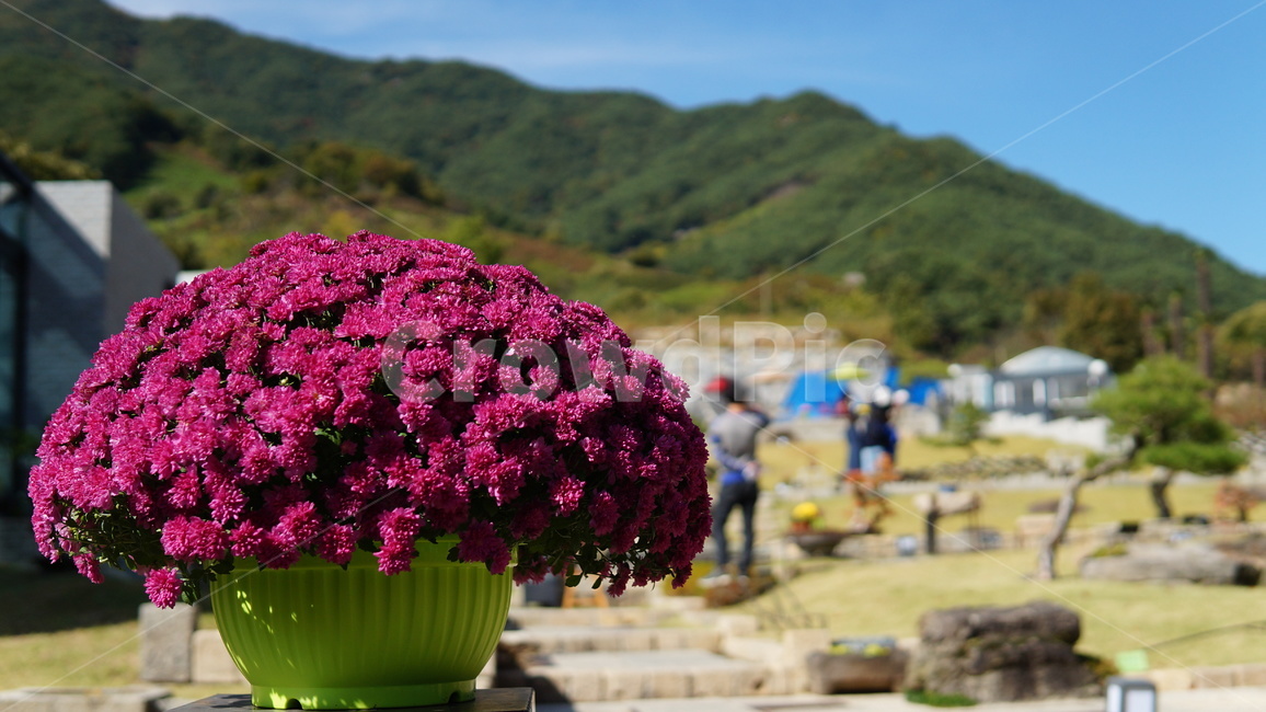 산,꽃,나무,꽃나무,산꽃