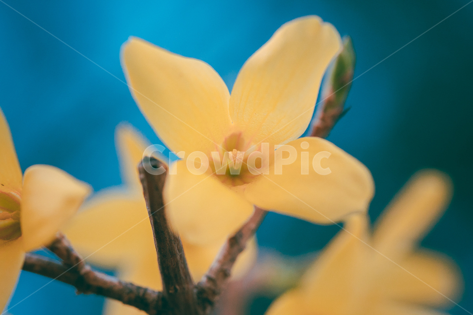 꽃,flower,식물,야생화,개나리,식물,자연,plants,nature