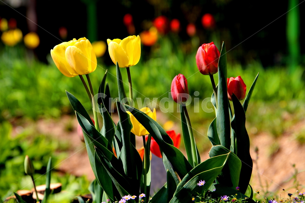 plant,식물,flower,꽃,blossom,봄,식물,자연,plants,nature,꽃,flower