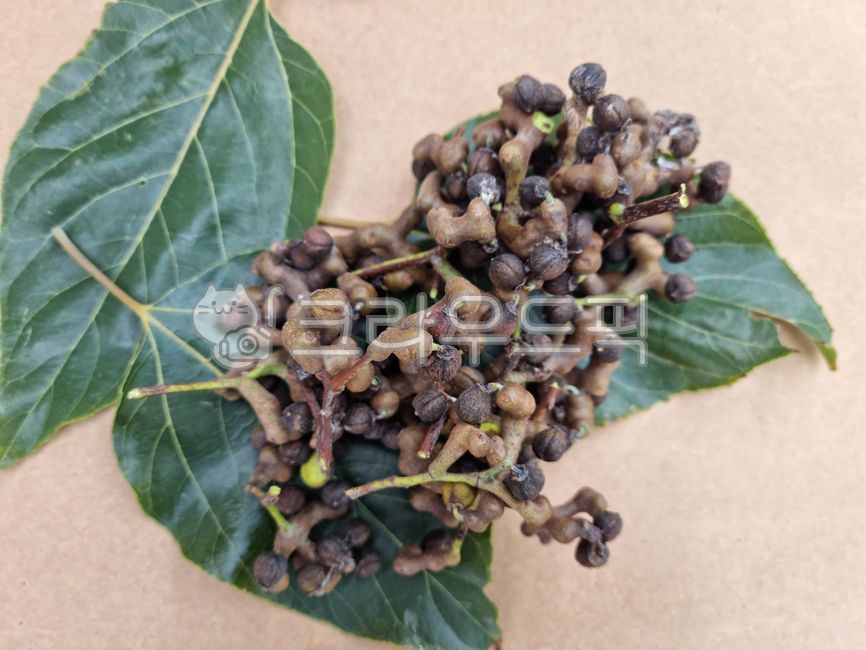 Fruit,Hovenia tree fruit,Hovenia tree,medicine,leaf,Hovenia tree leaves,plant,herbal medicine,herbal medicine ingredients